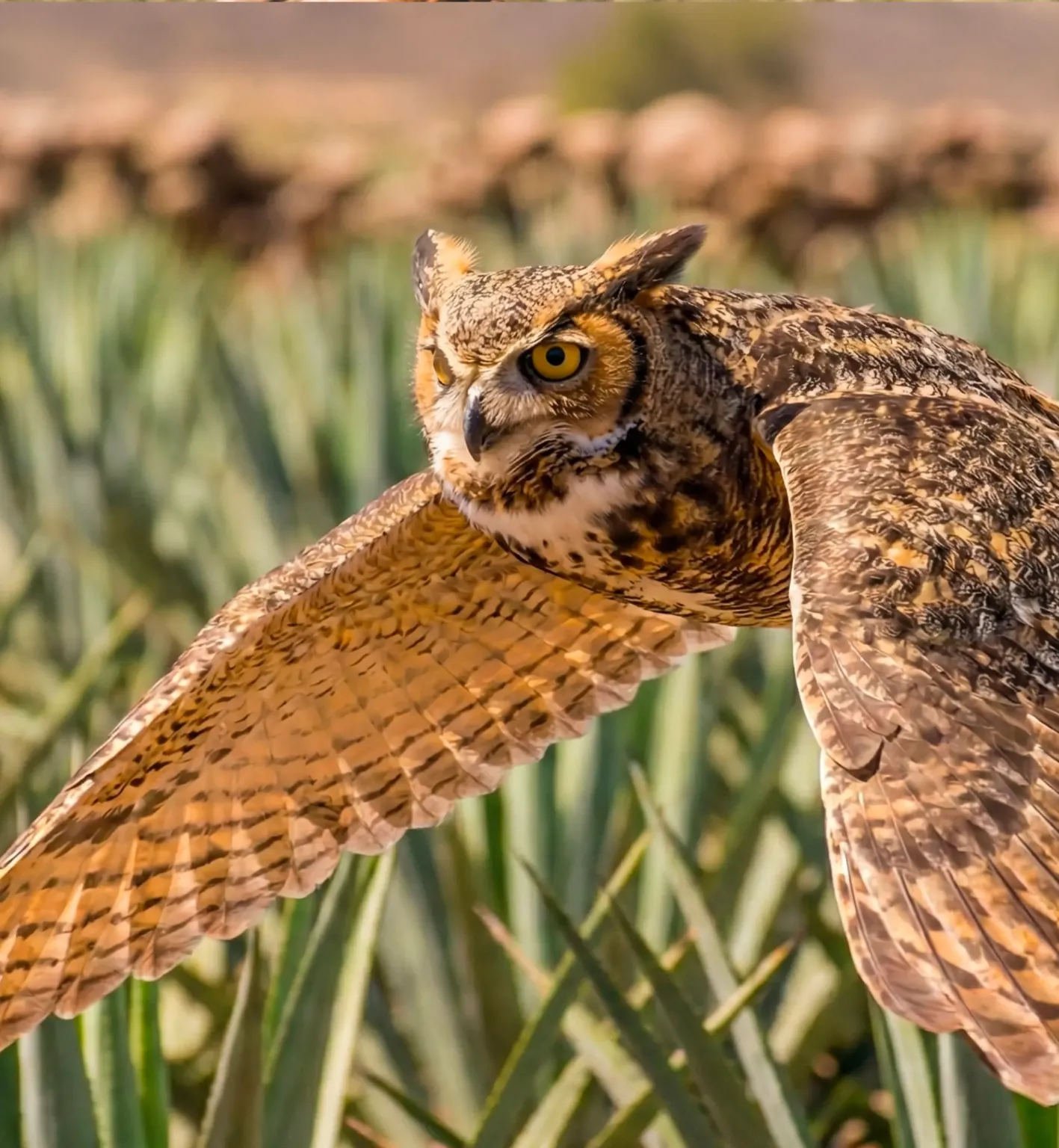 White Leyenda Robles Mezcal logo with owl