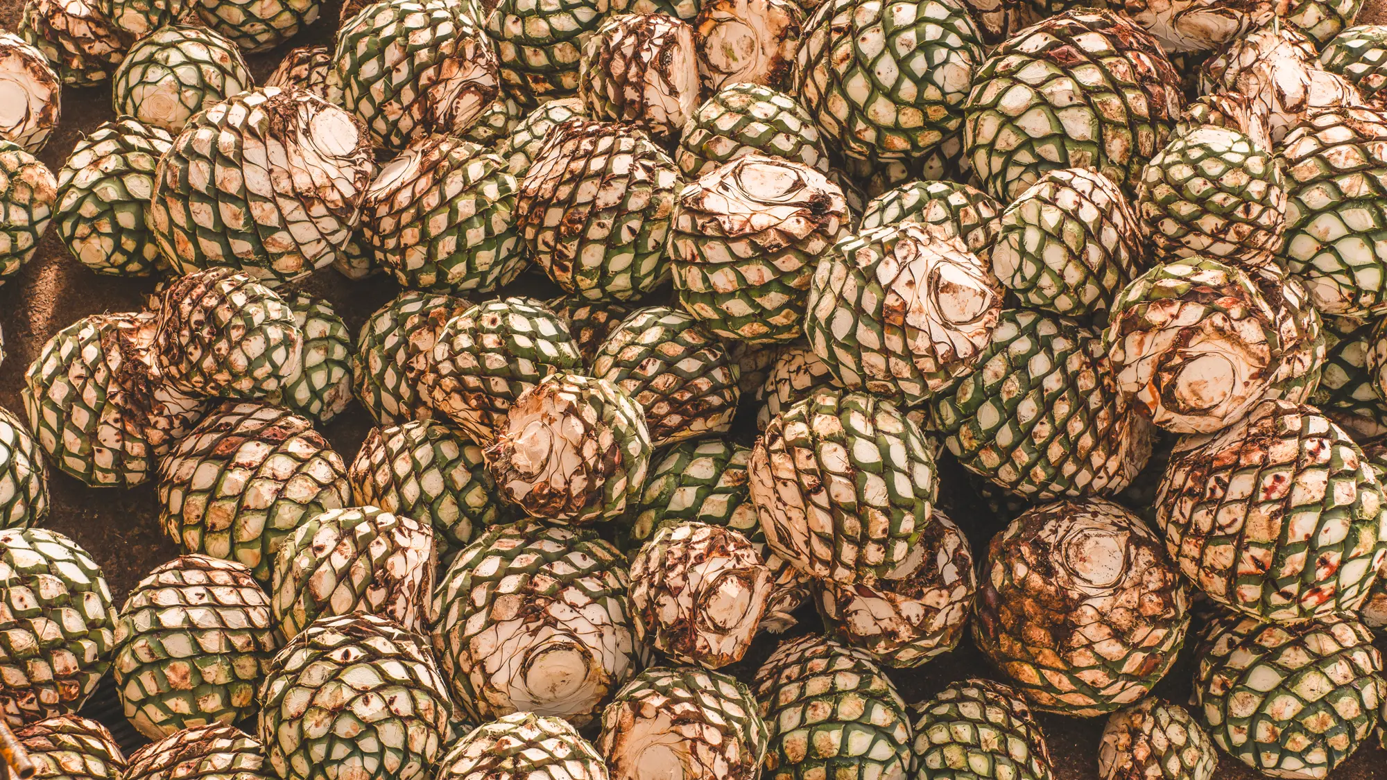 Close-up of agave tequilana plant