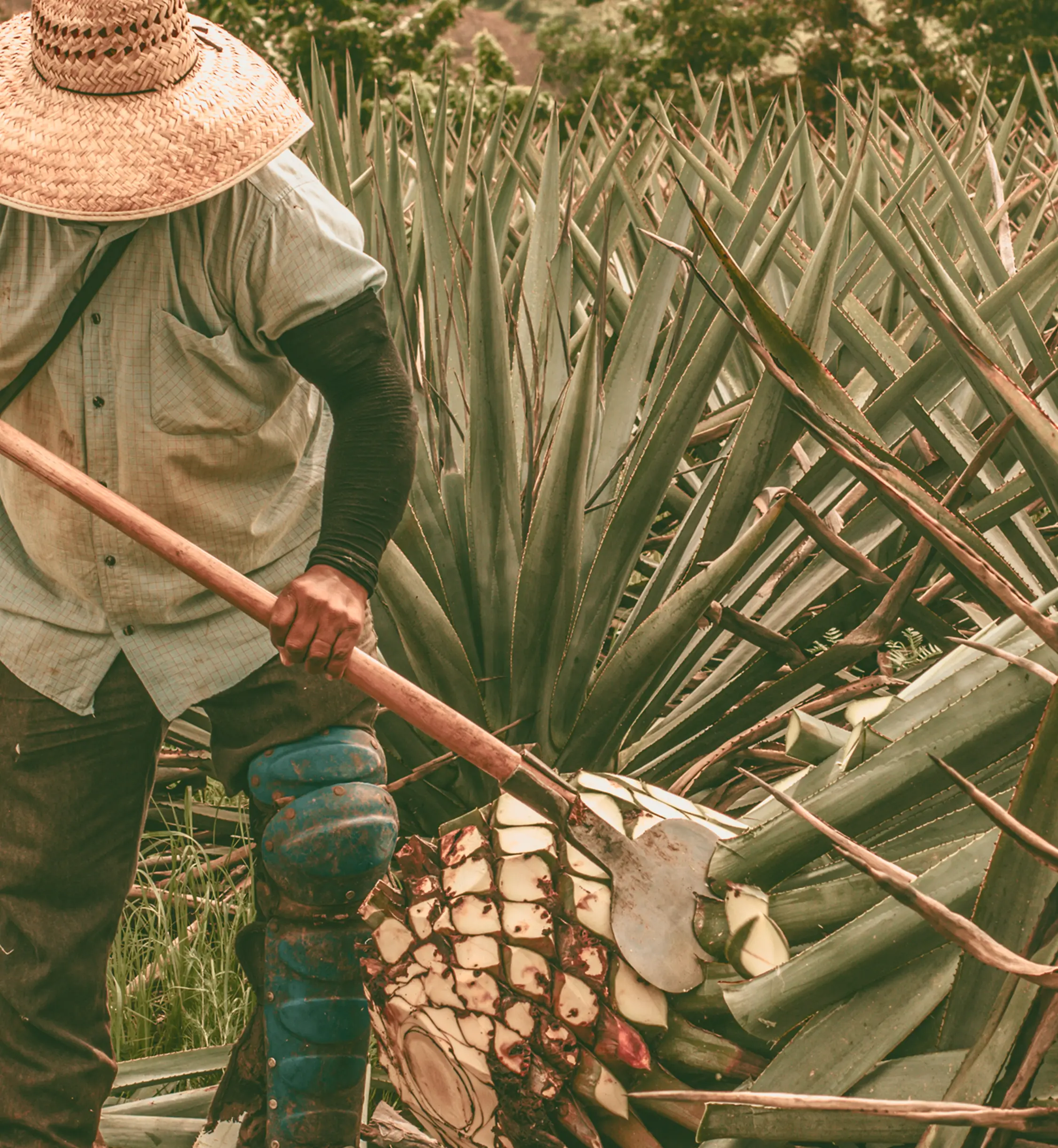 el arte de un jimador de agave