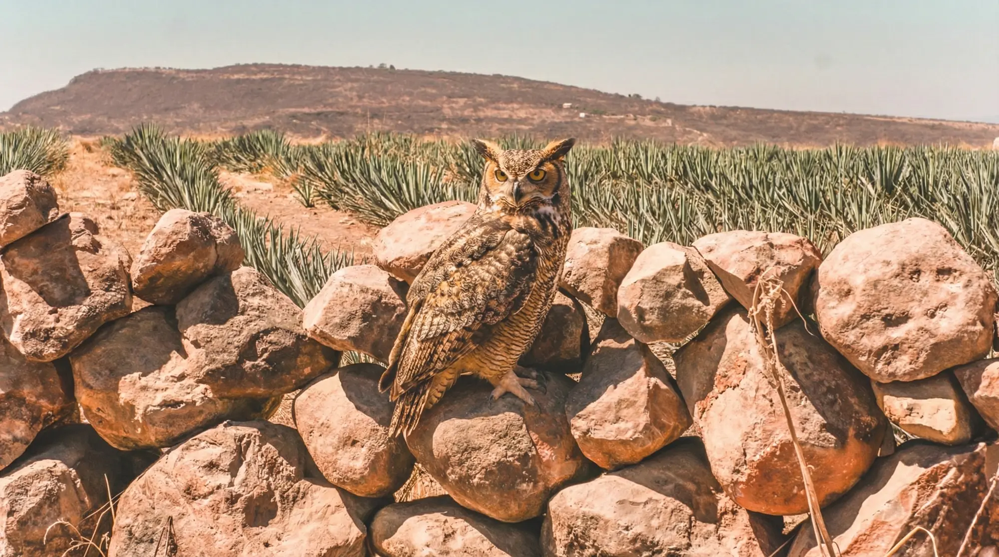 Owl emblem of Leyenda Robles Mezcal